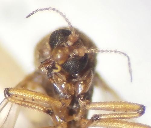 Bezzia sp.